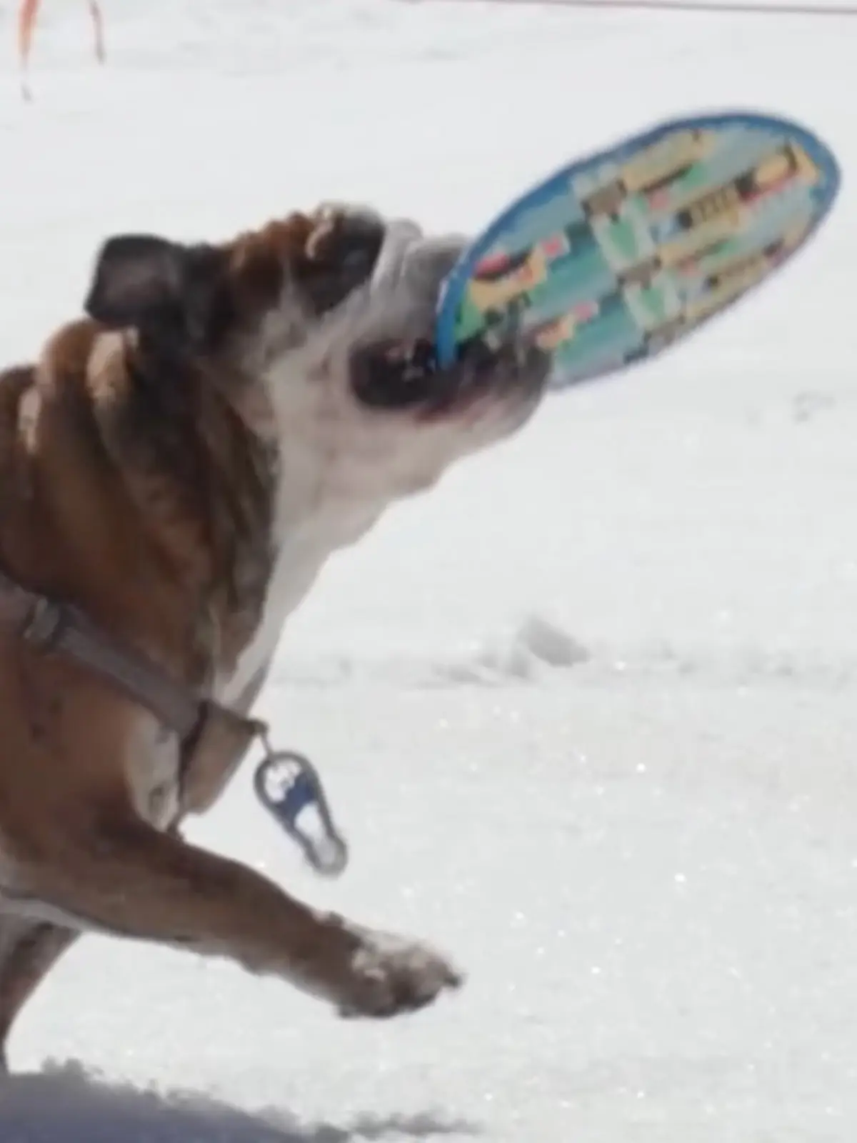 Yeti Bark Park at Boreal